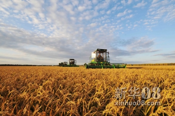 2011年我国粮食产量创新纪录突破5.7亿吨     在黑龙江省八五六农场，两名水稻种植户在晾晒刚收获的水稻