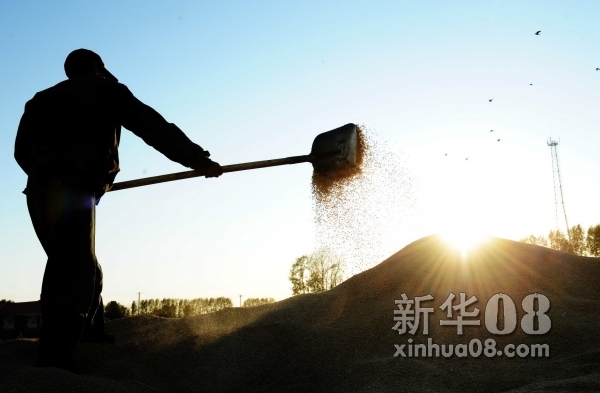 在黑龙江省八五六农场，一名水稻种植户在晾晒刚收获的水稻