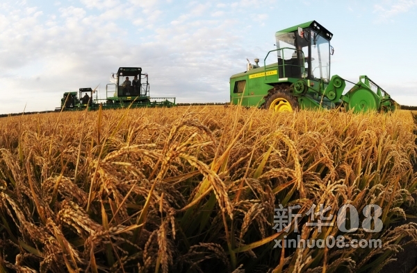 在黑龙江省八五0农场，几台割晒机在收获水稻