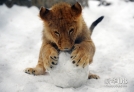 2月5日，在塞尔维亚首都贝尔格莱德动物园，一只狮子幼仔玩雪球。新华社/法新（翟健岚编辑）