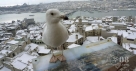 2月1日，在土耳其伊斯坦布尔，一只海鸥落在雪后的古建筑上。新华社/路透（翟健岚编辑）