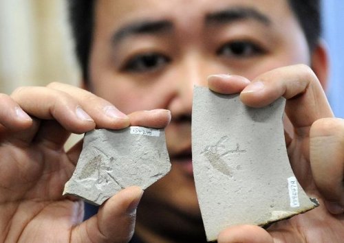 中国科学家发现迄今最古老巨型跳蚤化石组图