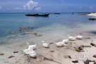 西沙赵述岛渔民饲养的鸭子（5月7日摄）。新华社记者 侯建森 摄