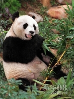 1999：喜迎“安安”“佳佳”
    1999年5月17日，香港海洋公园大熊猫园开幕，内地赠港大熊猫“安安”“佳佳”喜迁新居。随后十余年，这对憨态可掬的熊猫明星，陪伴香港市民尤其小朋友度过无数欢乐时光，每年吸引访客逾160万。
    图为1999年5月17日，21岁的大熊猫“安安”在香港海洋公园大熊猫园里吃竹子。
    新华社记者 鱼澜 摄  
