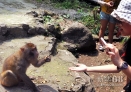 7月8日，游客在三峡人家风景区与猴子亲密接触。新华社记者 陈海宁 摄 