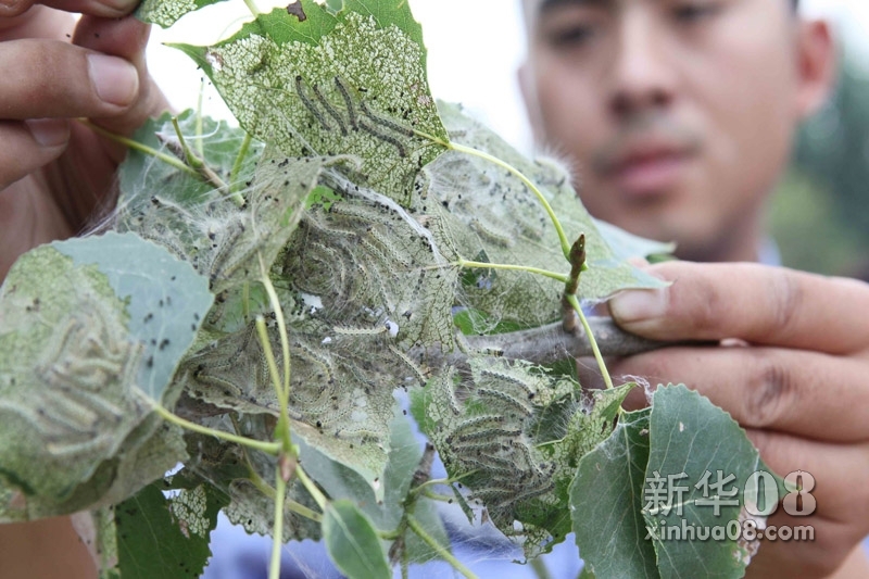 江苏省赣榆县林业部门工作人员展示美国白蛾幼虫(2011年8月2日摄).