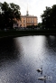 7月11日，圣彼得堡夏花园池塘里悠然戏水的天鹅。新华社外代图片 北京 2012年7月13日 新华社/俄新