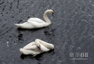 7月11日，圣彼得堡夏花园池塘里悠然戏水的天鹅。新华社外代图片 北京 2012年7月13日 新华社/俄新
