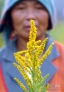 一位农妇在展示3个月前曾被割除、又重新开花的“加拿大一枝黄花”（2004年11月11日摄）。“加拿大一枝黄花”是我国上海等地在20世纪30年代从北美引进的观赏植物，后逸生野外，具有极强的繁殖和快速占有空间的能力，压制本地植物生长，破坏入侵地的植被生态平衡。新华社记者 王定昶摄 