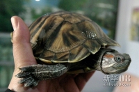 秦皇岛的郭先生展示意外拾获的“巴西龟”（2005年2月22日摄）。巴西龟又名红耳龟，大多数种类产于巴西，个别种产于美国。巴西龟是世界公认的生态杀手，已被世界环境保护组织列为100多个最具破坏性的物种之一，中国等多个国家已将其列为危险性外来入侵物种。 新华社发 