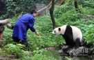 7月19日，桂林动物园饲养员在向大熊猫“凤仪”喂食。新华社记者 陆波岸摄
