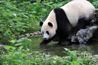 7月19日，大熊猫“凤仪”在桂林动物园里玩耍。新华社记者 陆波岸摄