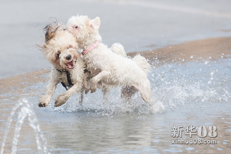 8月21日，在匈牙利首都布达佩斯的一处喷泉，两只小狗在水中嬉戏。连日来，匈牙利持续高温天气。新华社发（弗尔季·奥蒂洛摄）