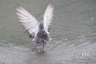 8月21日，在匈牙利首都布达佩斯的一处喷泉，一只鸽子张开翅膀。连日来，匈牙利持续高温天气。新华社发（弗尔季·奥蒂洛摄）