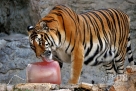 8月21日，在意大利罗马的一家动物园，一只老虎舔食冰块降温。八月中下旬以来，欧洲大部分地区遭遇高温天气。意大利中南部已经多次发布了高温红色预警，法国的33个省份遭受热浪的袭击，多地气温都已打破同期历史最高记录。新华社/法新