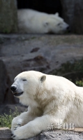 8月21日，在德国柏林的一座动物园，一只北极熊在炎热的天气里懒洋洋地趴着。八月中下旬以来，欧洲大部分地区遭遇高温天气。意大利中南部已经多次发布了高温红色预警，法国的33个省份遭受热浪的袭击，多地气温都已打破同期历史最高记录。新华社/法新