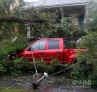 8月29日，在美国路易斯安那州新奥尔良市，一辆汽车被压在被风刮倒的大树下。新华社/路透