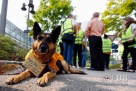 9月4日，在德国慕尼黑，一条狼狗带着汉莎航空雇员的卡片“参加”罢工。新华社/法新