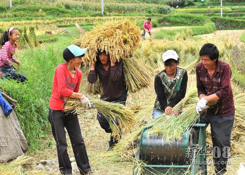 10月3日,云南省大理白族自治州洱源县乔后镇龙潭村村民在打谷子.