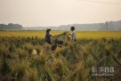 10月10日，江西吉安吉州区农民正在收割晚稻。新华社记者 周密 摄