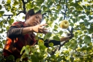 10月10日，一名果农在砀山县园艺场的梨园里采摘酥梨。新华社记者郑焕松摄