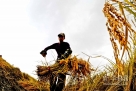 黑龙江省五常市民乐乡的一位农民在收割水稻（9月27日摄）。新华社记者 王松 摄