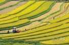 10月3日，云南省大理白族自治州洱源县乔后镇村民在收割水稻。新华社记者 陈海宁 摄
