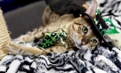 这是10月21日在美国纽约贾维茨中心举办的“猫狗品种大聚会”上拍摄的一只热带草原猫。新华社记者伍婧丹摄  
