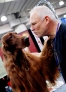 这是10月21日在美国纽约贾维茨中心举办的“猫狗品种大聚会”上拍摄的一只爱尔兰赛特犬。新华社记者伍婧丹