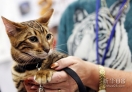 这是10月21日在美国纽约贾维茨中心举办的“猫狗品种大聚会”上拍摄的一只玩具虎猫。新华社记者伍婧丹