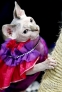 这是10月21日在美国纽约贾维茨中心举办的“猫狗品种大聚会”上拍摄的一只斯芬克斯猫。新华社记者伍婧丹