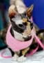 这是10月21日在美国纽约贾维茨中心举办的“猫狗品种大聚会”上拍摄的一只柯尼斯卷毛猫。新华社记者伍婧丹