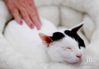 这是10月21日在美国纽约贾维茨中心举办的“猫狗品种大聚会”上拍摄的一只日本短尾猫。新华社记者伍婧丹