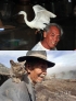 上图：2011年8月25日，一只白鹭在广西南宁市邕宁区农民黄育农的肩上“跳舞”。2006年，黄育农老人收留了一只受伤的小白鹭。养好伤后的白鹭没有离去，而是天天守在老人身边，与他相伴。新华社记者 黄孝邦摄    下图：2006年8月18日，在厄瓜多尔中部的通古拉瓦火山附近，一名老人带着自己的猫查看被火山灰覆盖的家园。新华社/法新  