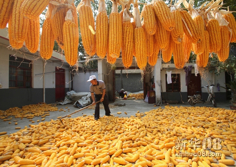 10月23日,农业部宣布,今年秋粮丰收已成定局,我国粮食产量实现半