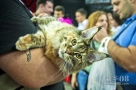 10月27日，在克罗地亚首都萨格勒布举办的世界猫展上，一名参展者抱着她的猫。新华社/西霸