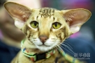 10月27日，在克罗地亚首都萨格勒布举办的世界猫展上，一只参展的猫。新华社/西霸