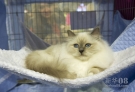 10月28日，在克罗地亚首都萨格勒布举办的世界猫展上，一只猫在展厅内小憩。新华社发（米绍·利沙宁摄）