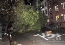  10月29日，在美国纽约，一棵大树被强风吹倒。 当晚，飓风“桑迪”登陆纽约，部分地区被水淹没，曼哈顿岛大面积停电。 新华社/美联  