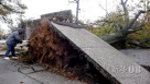 10月30日，在美国纽约皇后区，一名志愿者清理被飓风吹倒的大树。新华社记者刘洁摄 