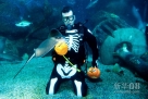 10月30日，在德国柏林的海洋生物中心的水族馆的万圣节庆祝活动中，一位潜水员穿着“骷髅服”，拿着南瓜灯喂鱼。新华社/EPA欧新  