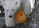 10月26日，在俄罗斯克拉斯诺亚尔斯克的动物园内，两岁的雌性北极熊奥萝拉在玩耍南瓜灯。为迎接即将到来的万圣节，动物园组织员工进行南瓜灯造型比赛，比赛后将南瓜灯都奖励给了动物。 新华社/路透  