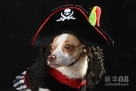 10月20日，在美国纽约，一只打扮成“海盗”的小狗参加化装晚会。当日，一年一度的小狗万圣节化装晚会在纽约举行。 新华社/法新 