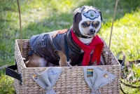 0月28日，在美国加利福尼亚州的长滩市，一只狗装扮成飞行员的形象参加万圣节前夕的狗化妆巡游。新华社/法新 