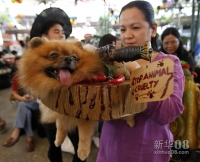 10月27日，在菲律宾的奎松城，一位女士展示她参加“宠物猫狗万圣节装扮比赛”的宠物狗。标牌上内容为“停止虐待动物”。新华社/路透 