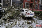 11月4日，北京回龙观地区，经过一夜风雪，一居民小区内大量杨树被大雪压折，遍地残枝落叶，部分车辆受损。11月4日凌晨，北京的持续中雨因大风降温改为雨加雪，降下年度初雪，城区部分地区降雪量超过10厘米。中新网记者周维 摄