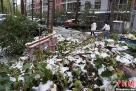 11月4日，北京回龙观地区，经过一夜风雪，一居民小区内大量杨树被大雪压折，遍地残枝落叶，部分车辆受损。11月4日凌晨，北京的持续中雨因大风降温改为雨加雪，降下年度初雪，城区部分地区降雪量超过10厘米。中新网记者周维 摄