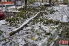 11月4日，北京回龙观地区，经过一夜风雪，一居民小区内大量杨树被大雪压折，遍地残枝落叶，部分车辆受损。11月4日凌晨，北京的持续中雨因大风降温改为雨加雪，降下年度初雪，城区部分地区降雪量超过10厘米。中新网记者周维 摄