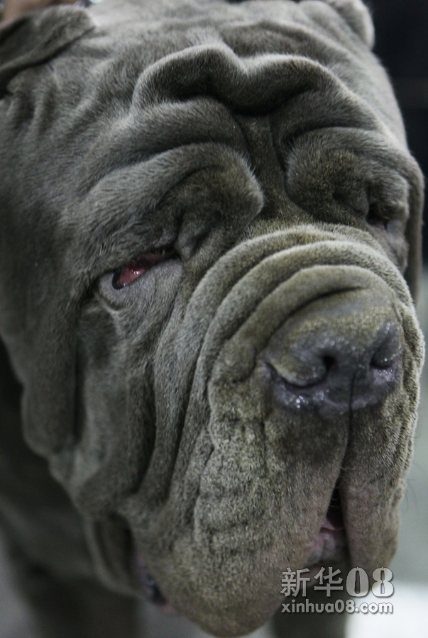 俄罗斯2012世界名犬在莫斯科市举行组图