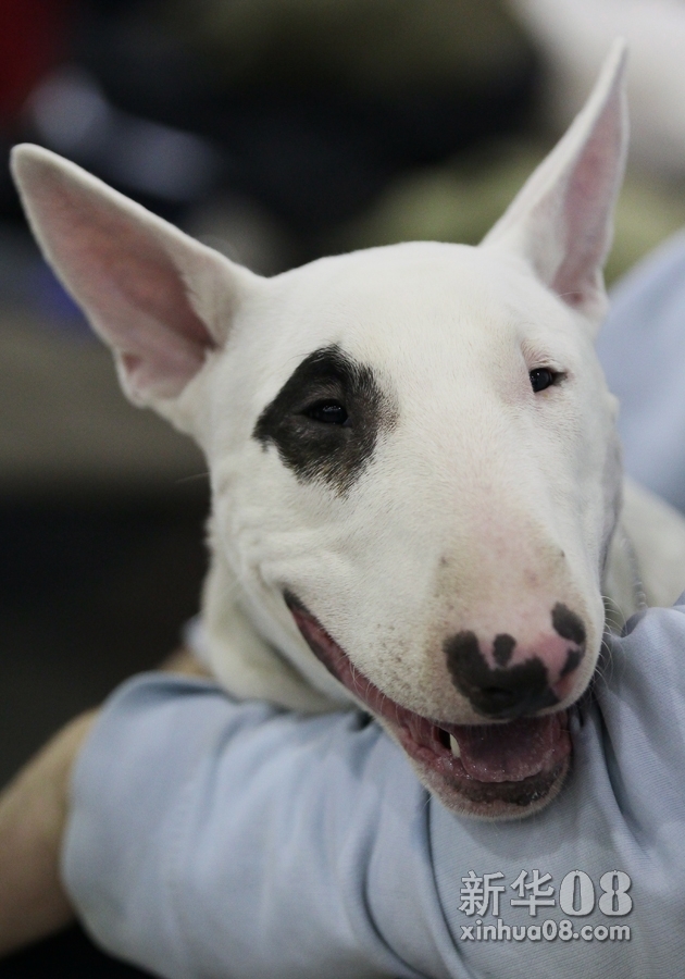 11月3日,在"俄罗斯2012"世界名犬展中展出的英国斗牛犬.新华社/俄新